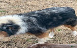 Miniature Australian Shepherd dogs for sale: Sammy - Image 3