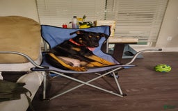Doberman Pinscher dogs for sale: Fierren - Image 2