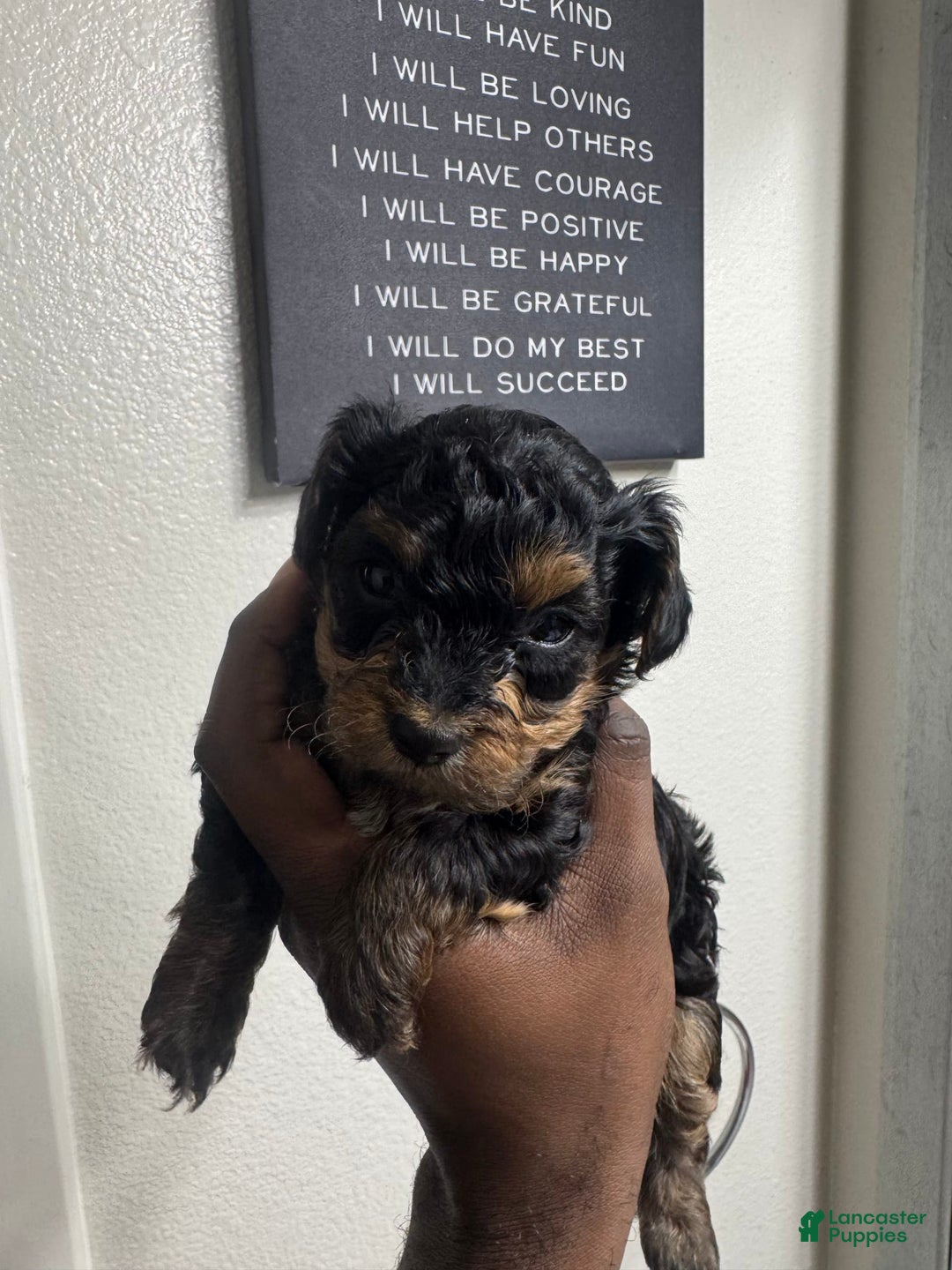 Yorkiepoo dogs for sale: Luxe - Image 1