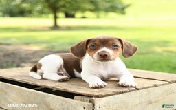 Beagle dogs for sale: Lacey - Image 2