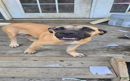 Cane Corso dogs for sale: Tiny - Image 1