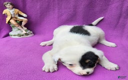 Border Collie dogs for sale: Gumbi - Image 12
