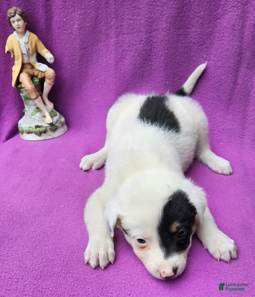 Border Collie dogs for sale: Gumbi - Image 12