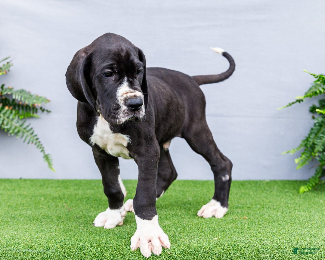 Great Dane dogs for sale: Trever - Image 11