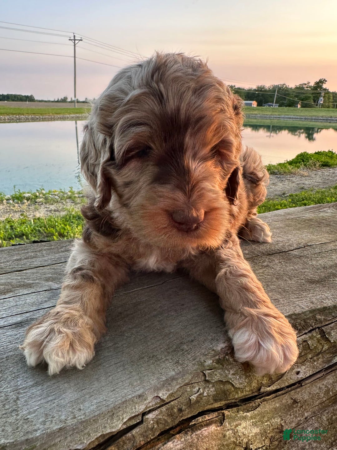 Labradoodle dogs for sale: Multigenerational Coco - Image 1