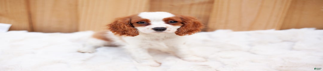 Cooper