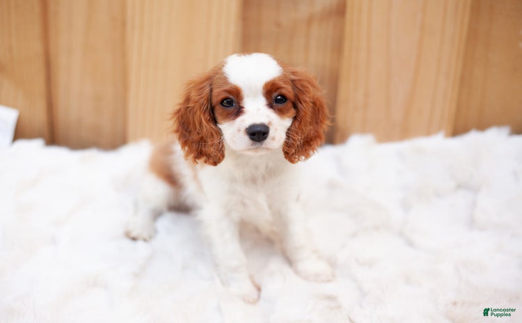 Cavalier King Charles Spaniel dogs for sale - Ad 2