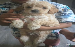 Toy Poodle dogs for sale: Max - Image 1