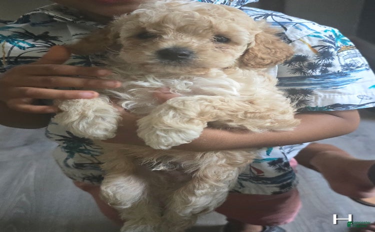 Toy Poodle dogs for sale - Ad 1