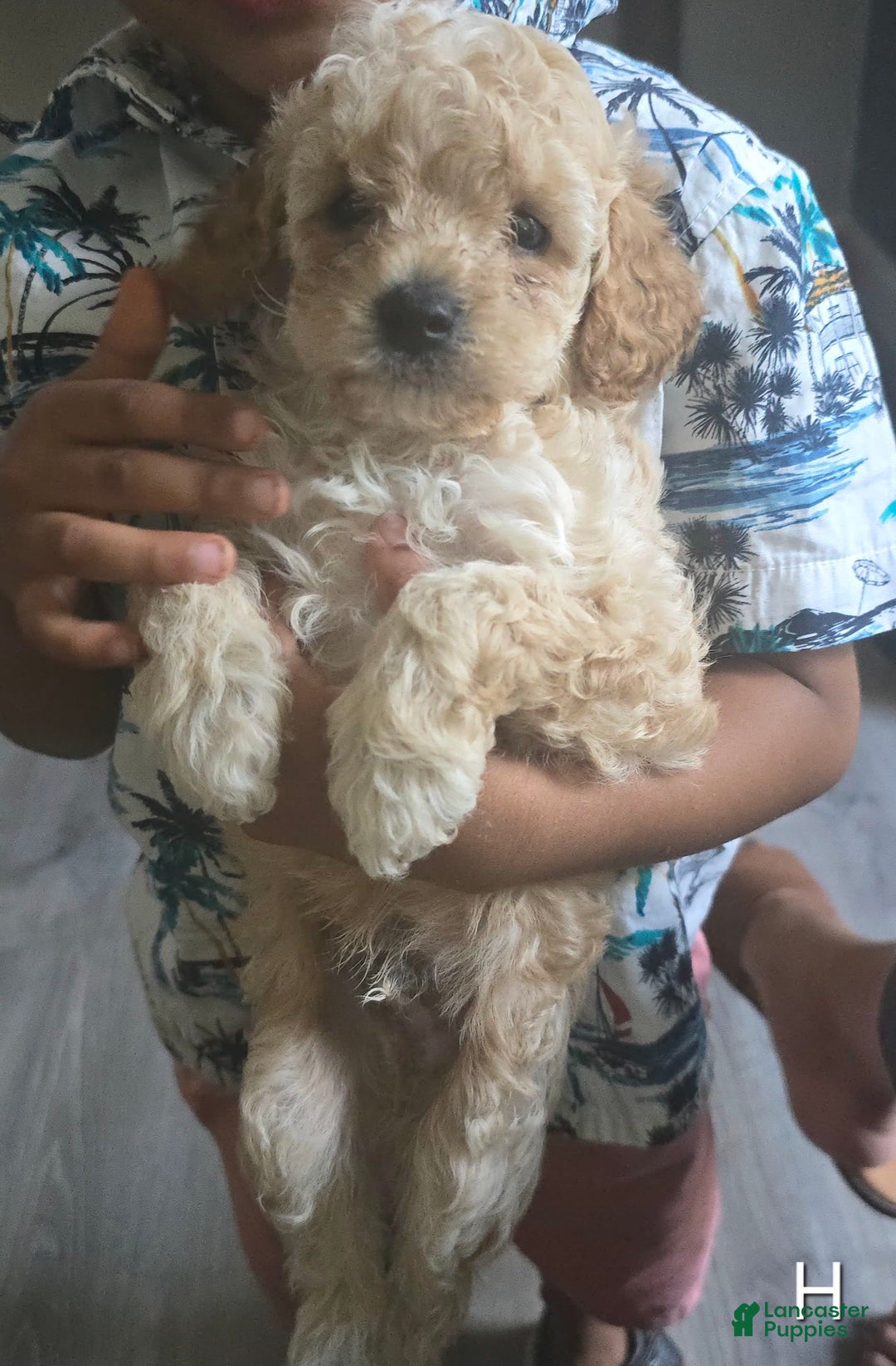 Toy Poodle dogs for sale: Max - Image 1