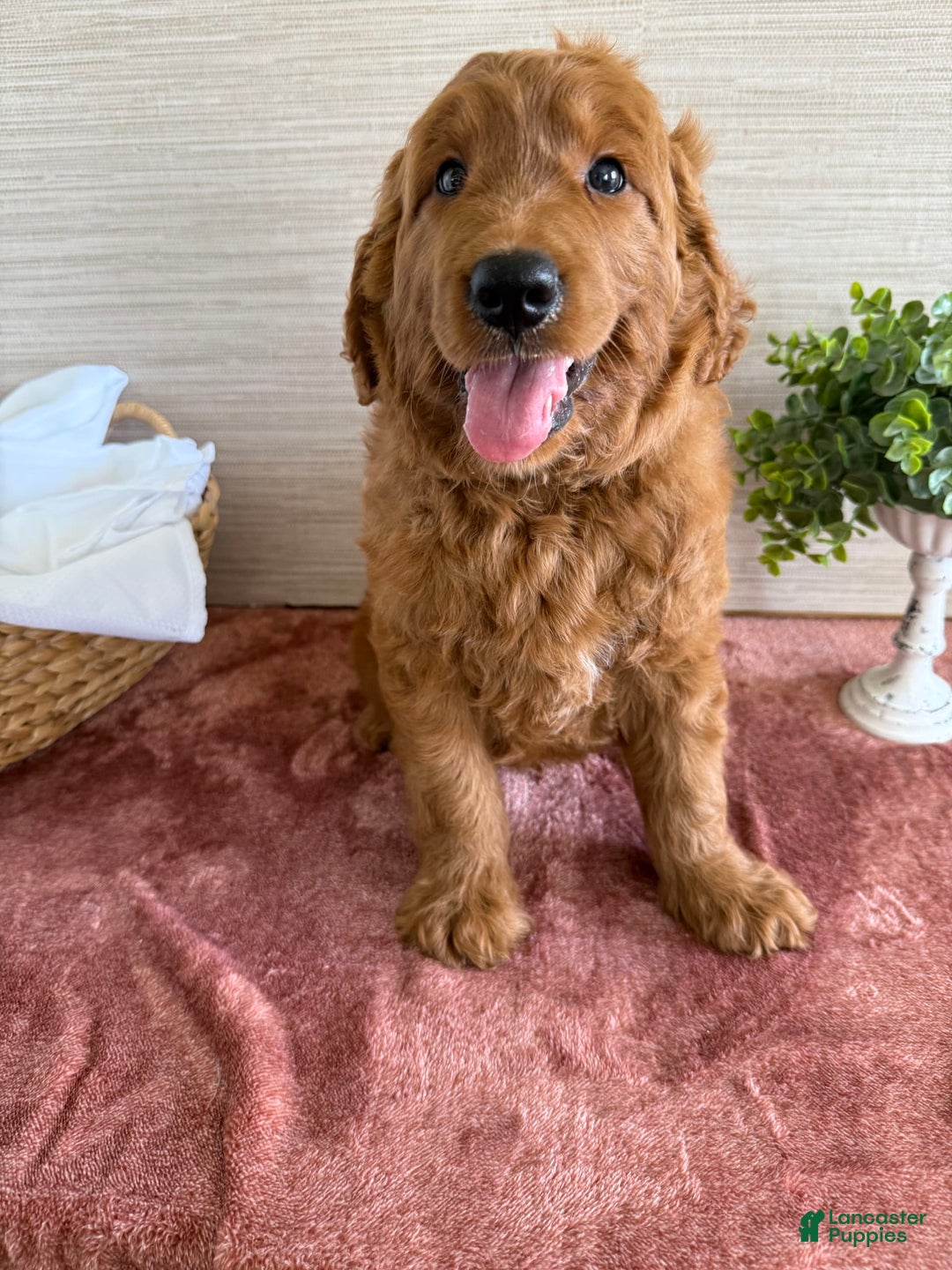 Goldendoodle dogs for sale: Victor - Image 5