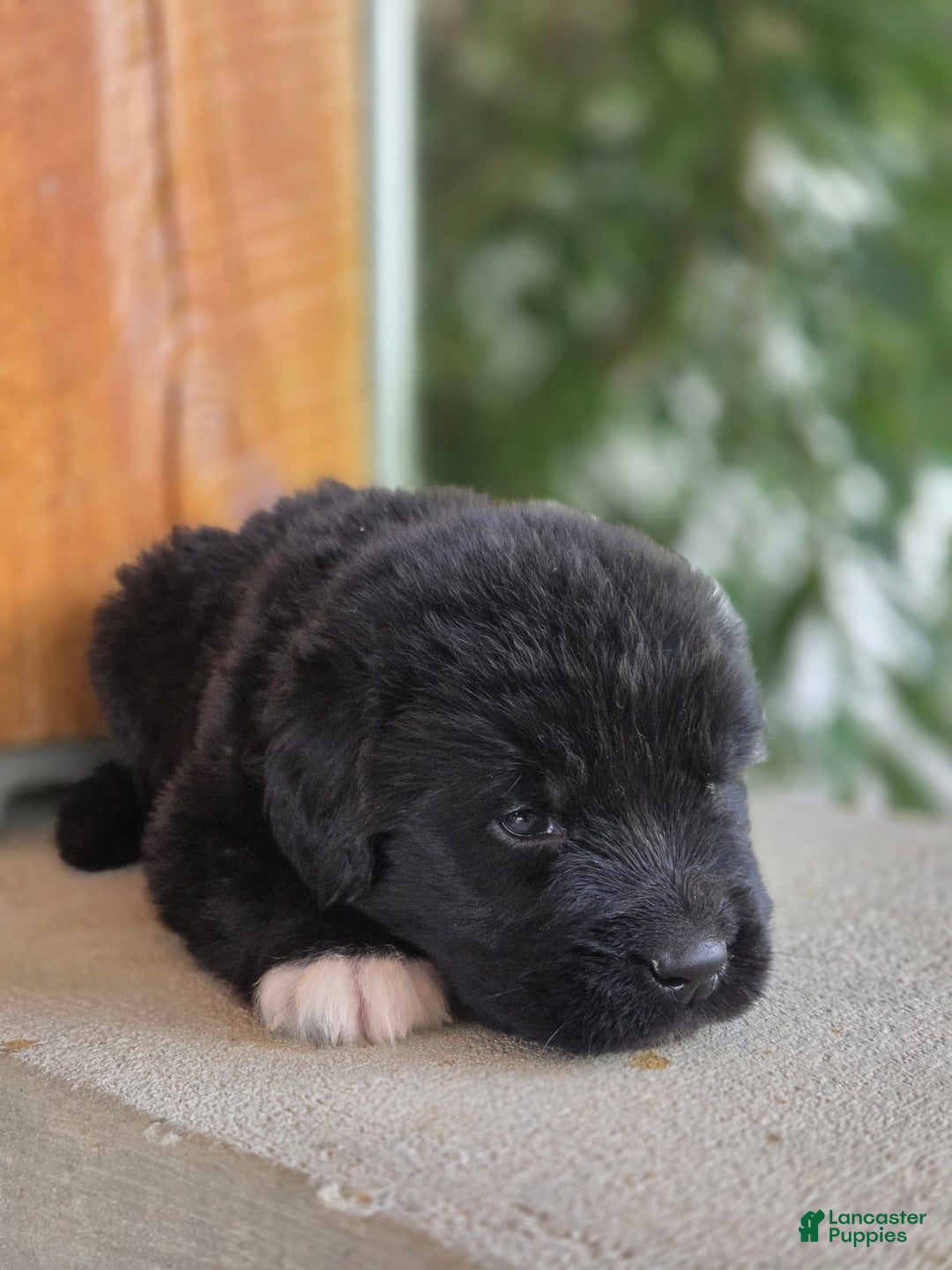 Newfoundland dogs for sale: Tramp - Image 3