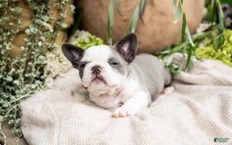 French Bulldog dogs for sale: Honey - Image 9