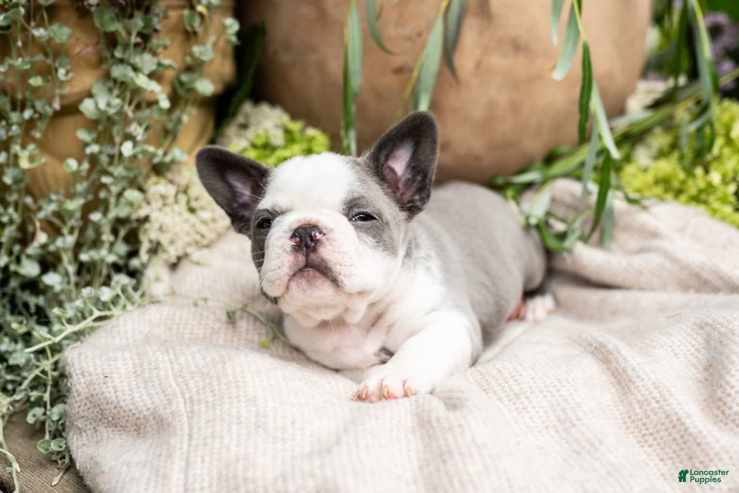 French Bulldog dogs for sale: Honey - Image 9