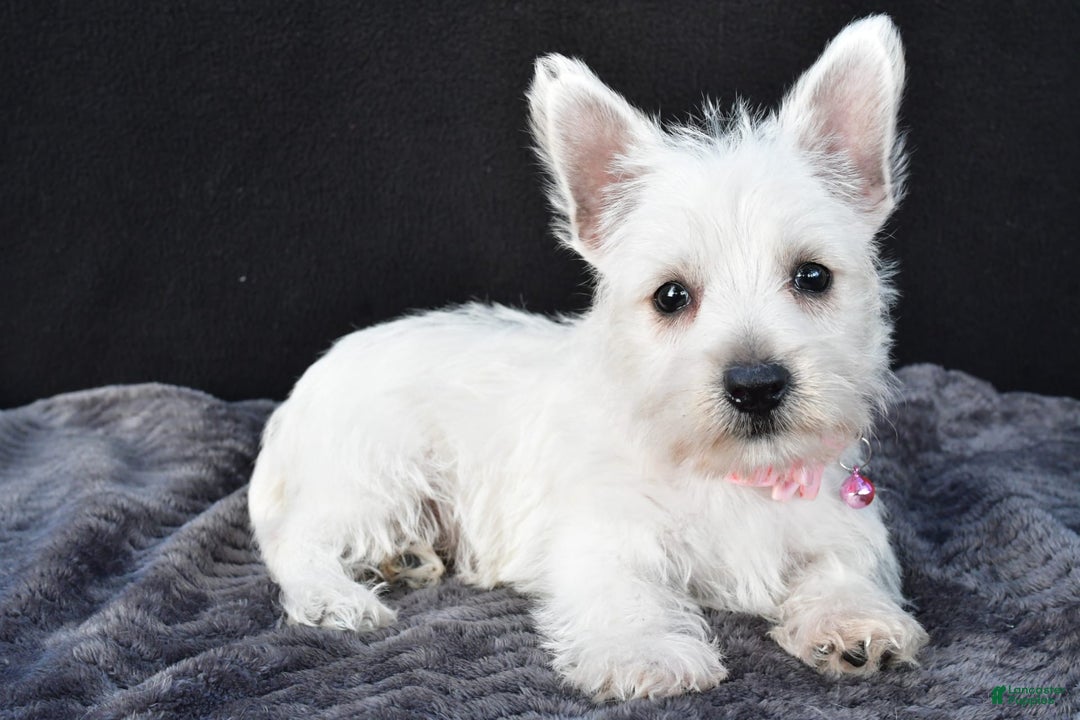 West Highland Terrier dogs for sale: Oona - Image 4