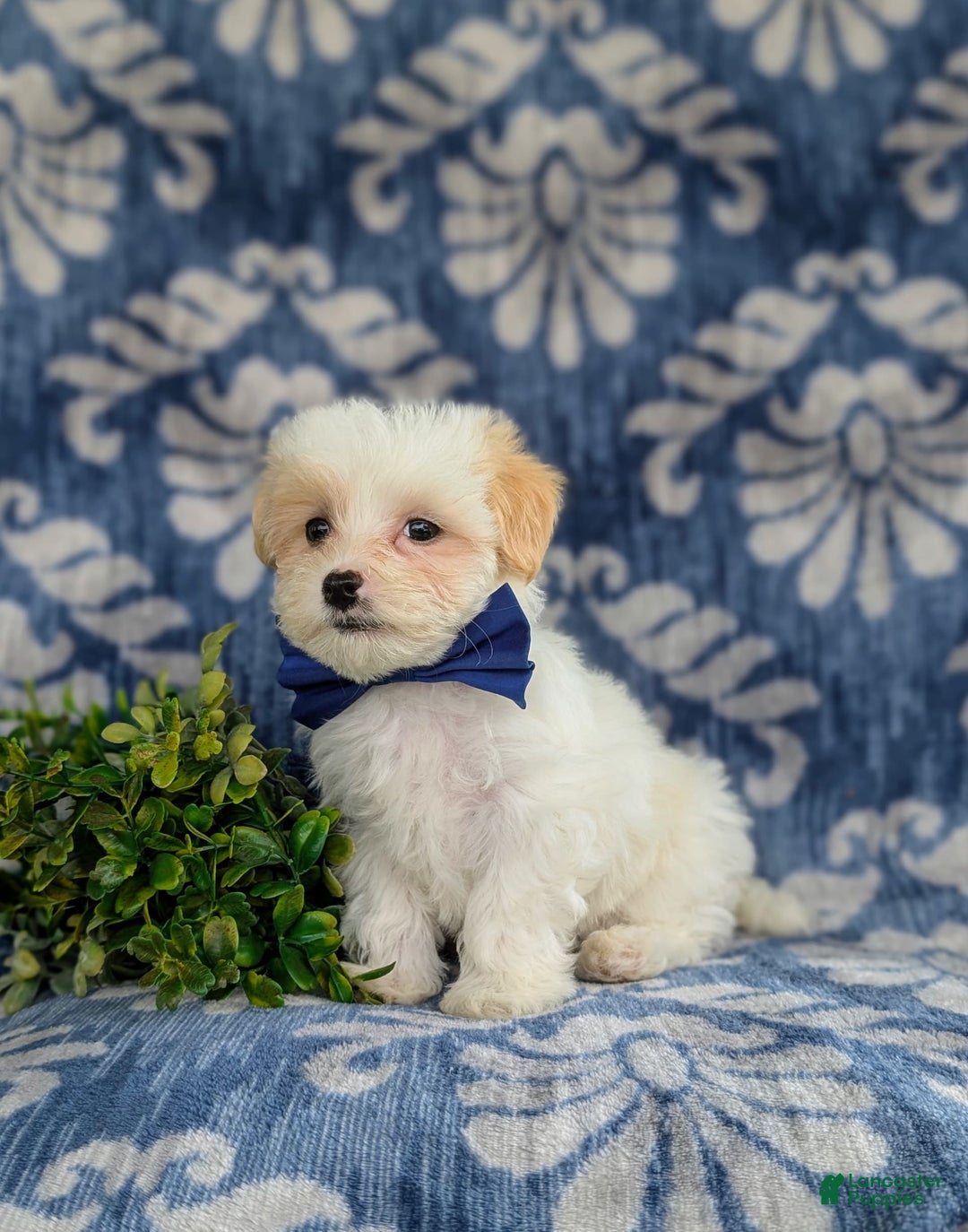 Maltese dogs for sale: Graham - Image 7