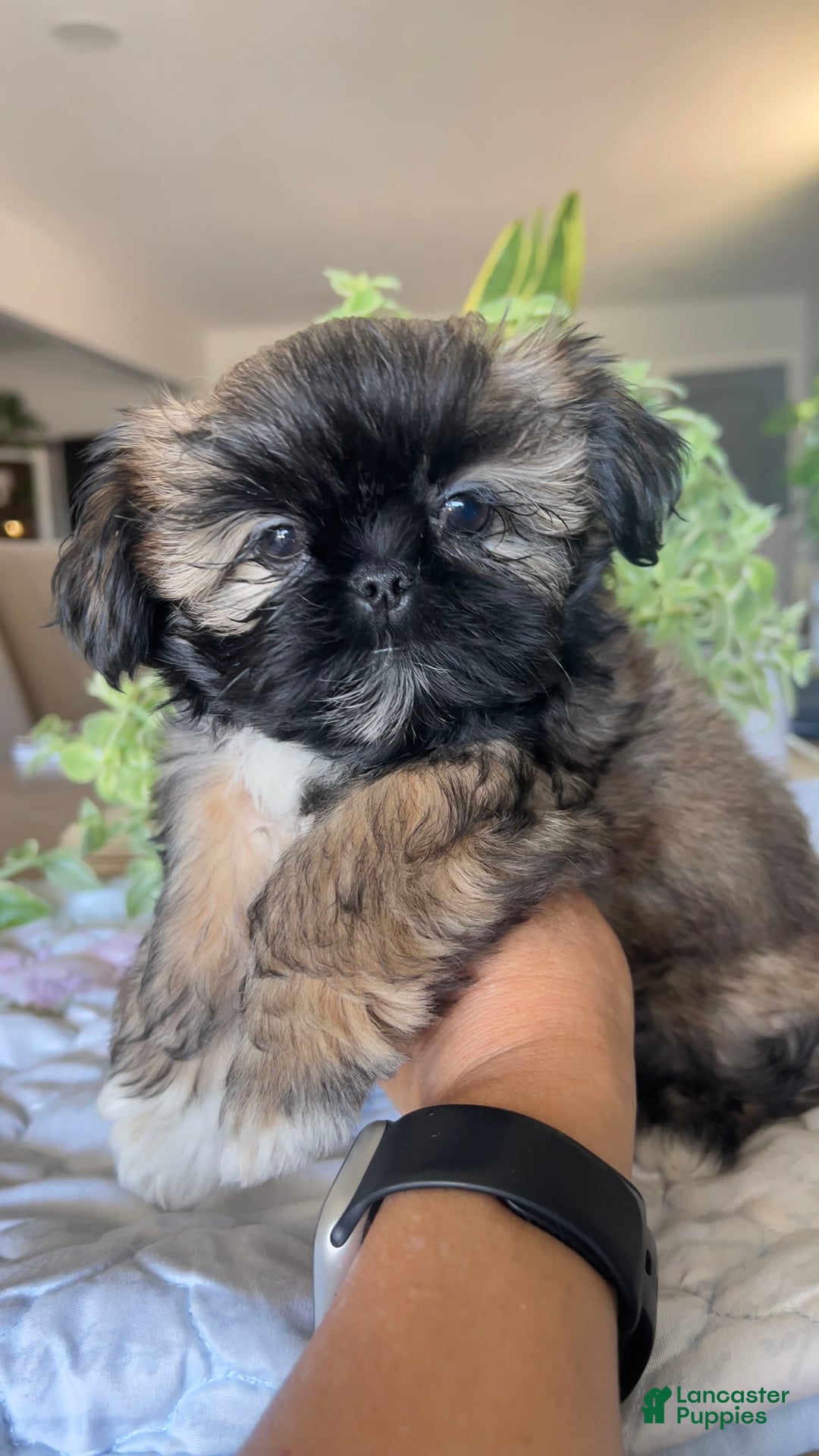 Shih Tzu dogs for sale: Rosse - Image 6