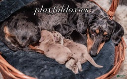 Miniature Dachshund dogs for sale: Black And Tan Girl - Image 13
