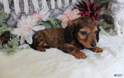 Miniature Dachshund dogs for sale: Gracie - Image 13
