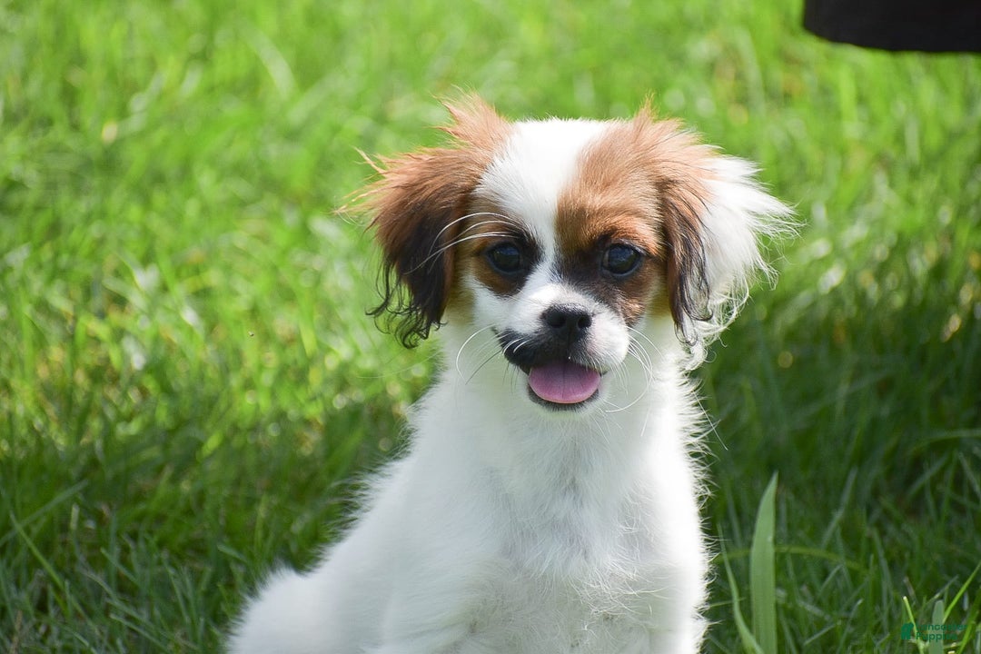 Cavapoo dogs for sale: Megan - Image 2