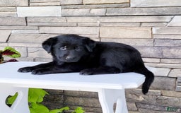 Labrador Retriever dogs for sale: Tessa - Image 3