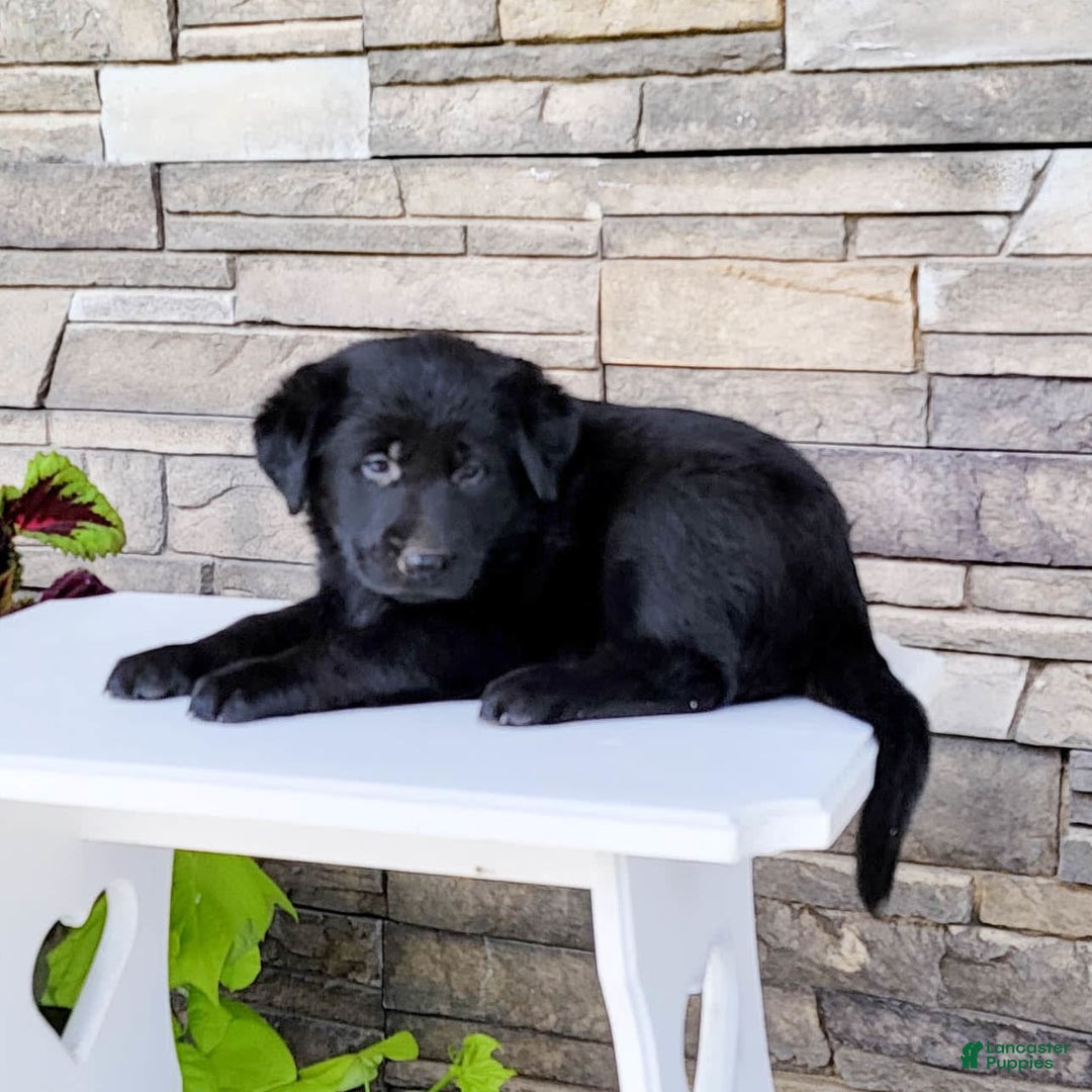 Labrador Retriever dogs for sale: Tessa - Image 3