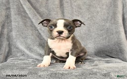 Boston Terrier dogs for sale: Moxie - Image 1