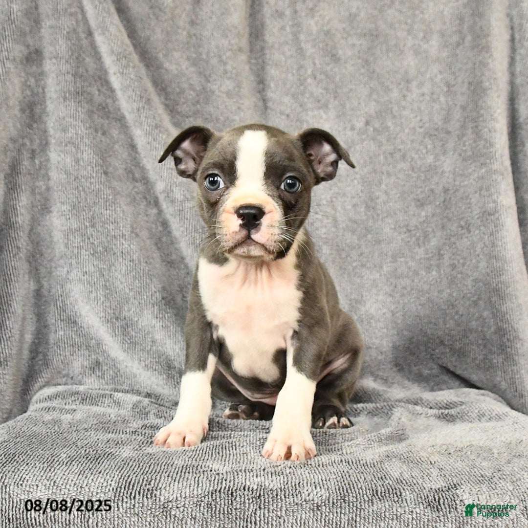 Boston Terrier dogs for sale: Moxie - Image 1
