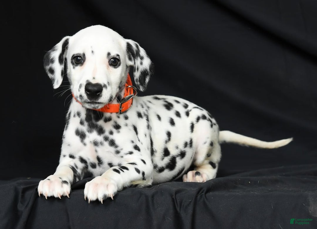 Dalmatian dogs for sale: Donna - Image 6
