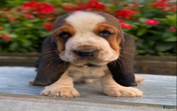 Basset Hound dogs for sale: Isabelle - Image 5