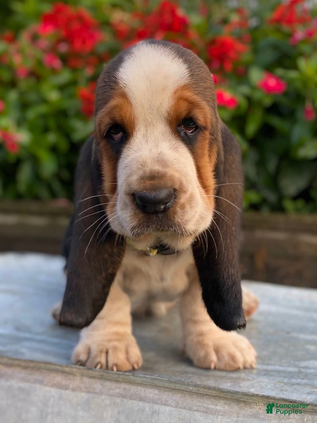Basset Hound dogs for sale: Isabelle - Image 5