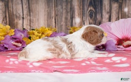 Cavalier King Charles Spaniel dogs for sale: Elliot - Image 4