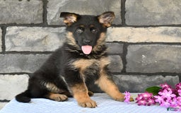 German Shepherd dogs for sale: Beauty - Image 4