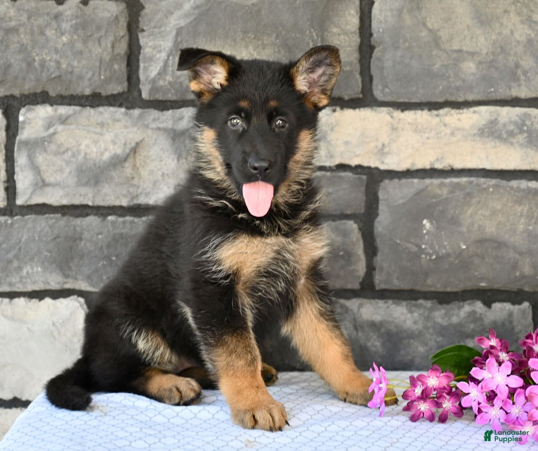 German Shepherd dogs for sale: Beauty - Image 4