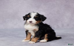 Mini Bernedoodle dogs for sale: Andy - Image 5