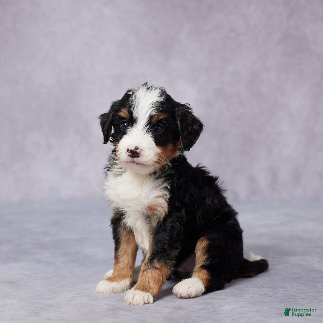 Mini Bernedoodle dogs for sale: Andy - Image 5