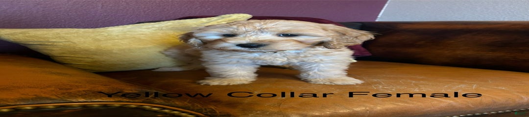Yellow Collar Female - Penny