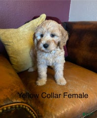 Yellow Collar Female - Penny