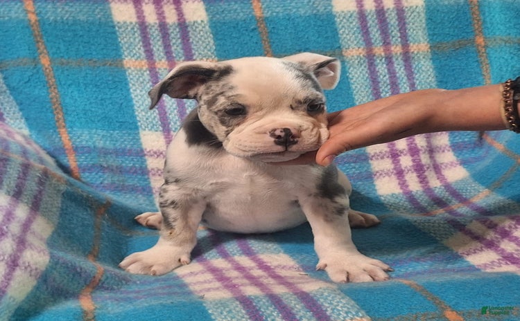 Olde English Bulldogge dogs for sale - Ad 2