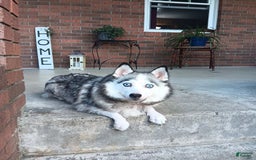 Pomsky dogs for sale: Callie - Image 7