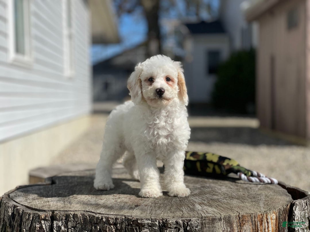 Miniature Poodle dogs for sale: Zella - Image 15