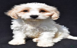 Cavachon dogs for sale: Bingo - Image 5