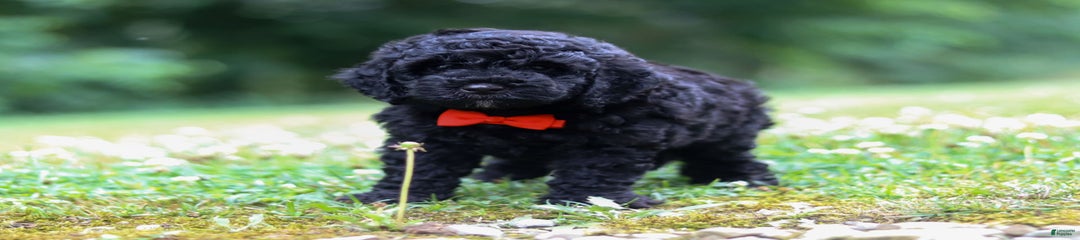 Oscar