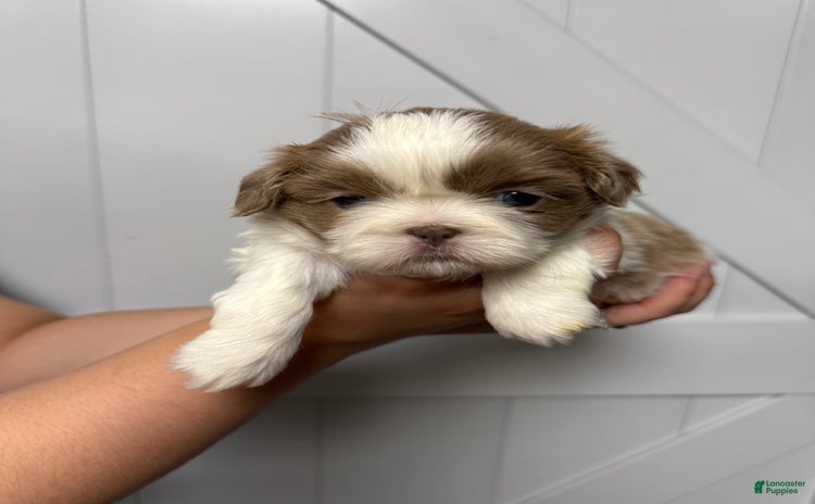 Shih Tzu dogs for sale - Ad 1