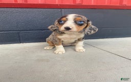 Beaglier dogs for sale: Annie - Image 2