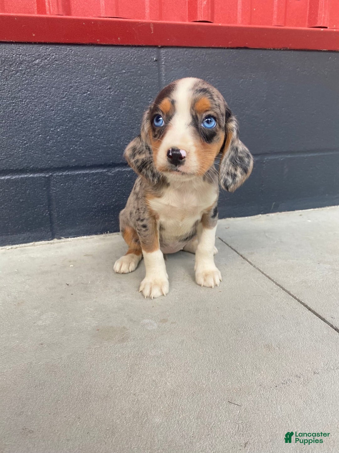Beaglier dogs for sale: Annie - Image 2
