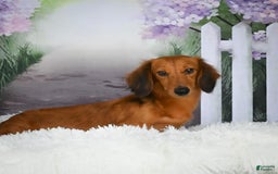 Miniature Dachshund dogs for sale: Scarlet - Image 10