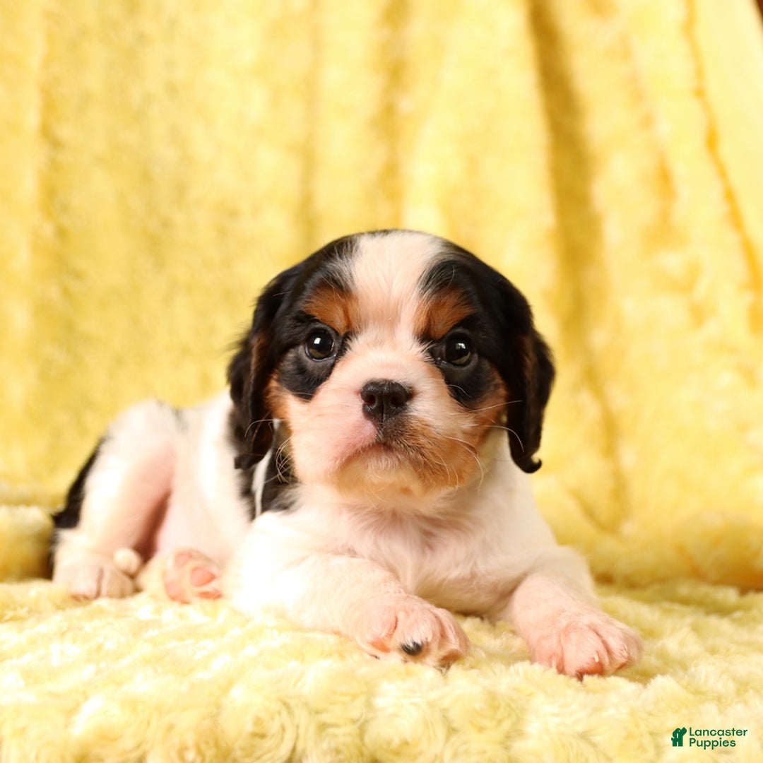 Cavalier King Charles Spaniel dogs for sale: Clapton - Image 7