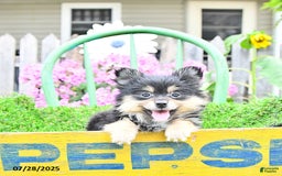 Pomeranian dogs for sale: Amber - Image 5