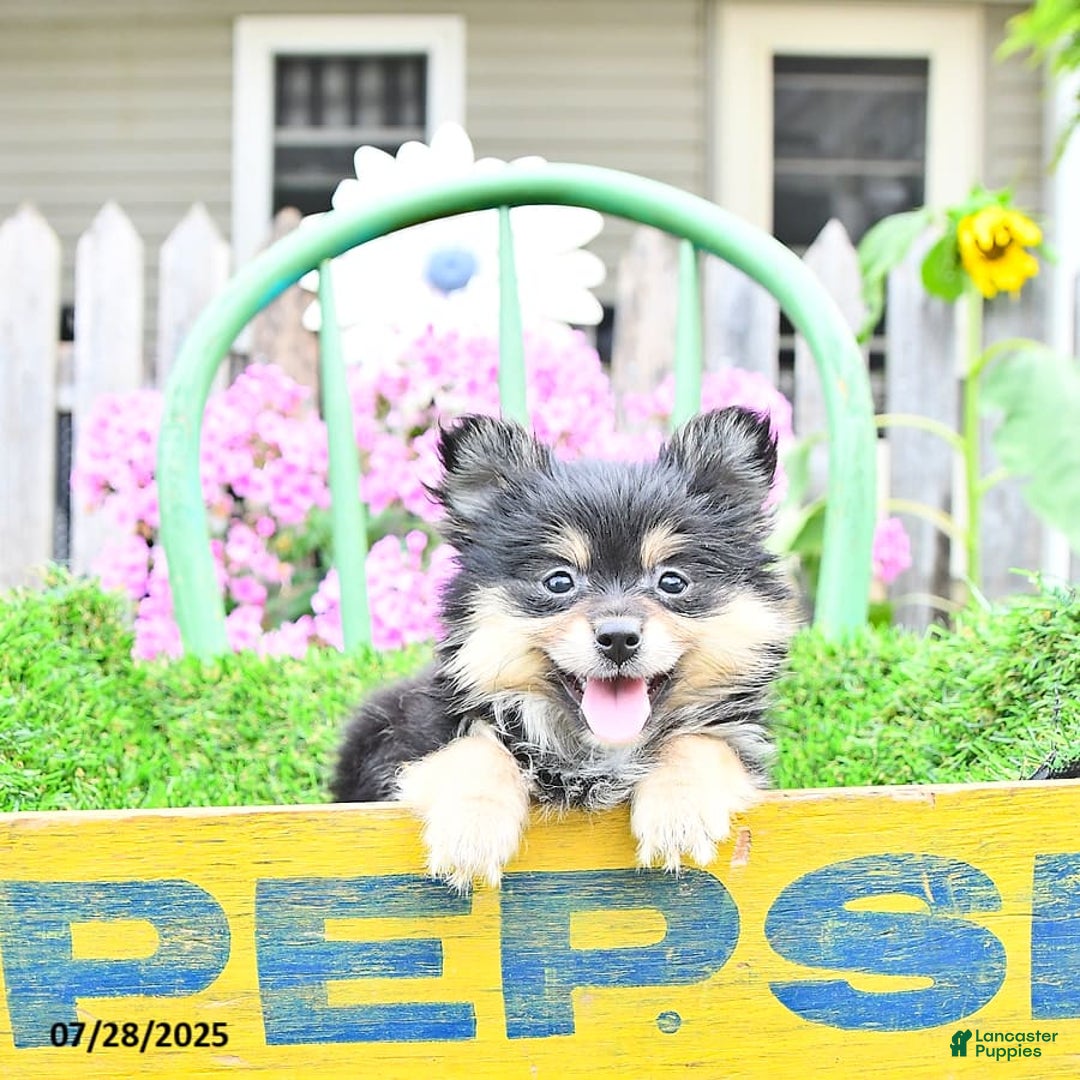 Pomeranian dogs for sale: Amber - Image 5